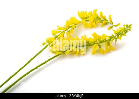 Melilotus officinalis (Yellow Sweet Clover) isolated on white Stock Photo