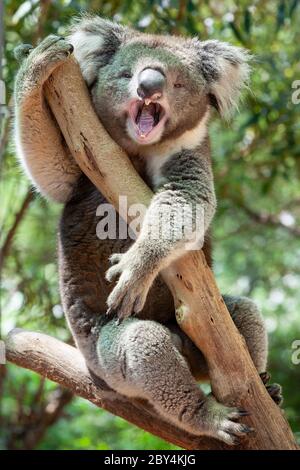 Koala bear yawning while clinging to a tree in Victoria, Australia Stock Photo