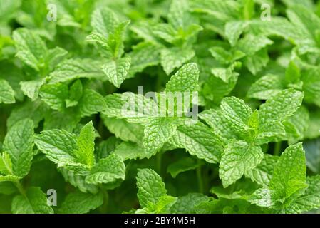 Fresh mint plants , nature background Stock Photo