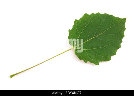 Quaking aspen leaf  isolated on white background Stock Photo