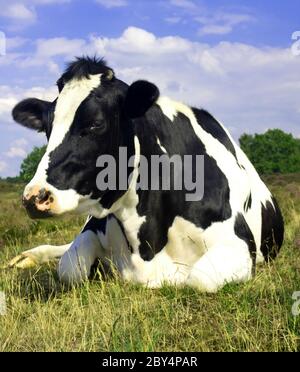 Black and white cow sitting down Stock Photo