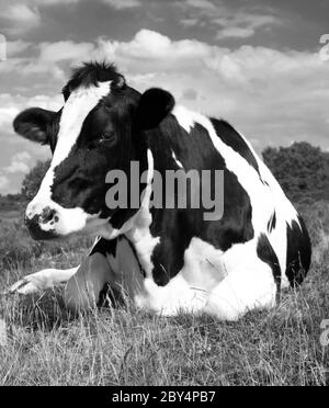 Black and white cow sitting down Stock Photo