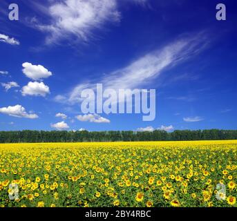 sunflowers field under blue sky with clouds Stock Photo - Alamy