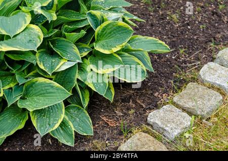 Hosta Sagae, Funkia, known as plantain lilies or giboshi, close up, Germany Stock Photo