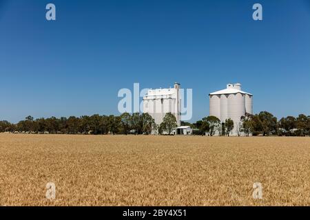 Wheat ripening in a field with white silos in rural South Australia Stock Photo