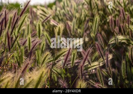 Green And Purple Grass Spikes Of Hordeum At Ludas Lake In Vojvodina Serbia Stock Photo Alamy