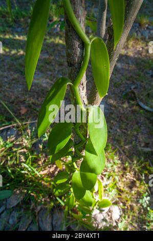 Wild Flat-leaved Vanilla (Vanilla planifolia) tree in the forest. Seychelles Stock Photo