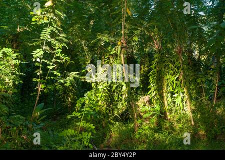 Wild Flat-leaved Vanilla (Vanilla planifolia) trees in the forest. Seychelles Stock Photo