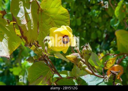 Beautiful yellow tropical flower of Sea Hibiscus (Hibiscus tiliaceus) Stock Photo