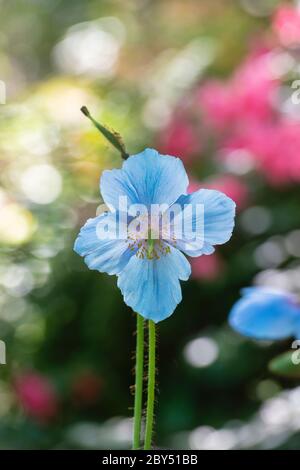 Meconopsis grandis. Blue Himalayan poppy Stock Photo