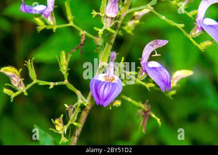 A beautiful purple tropical flowers of Brillantaisia owariensis a member of Acanthus Family Family Acanthaceae Stock Photo