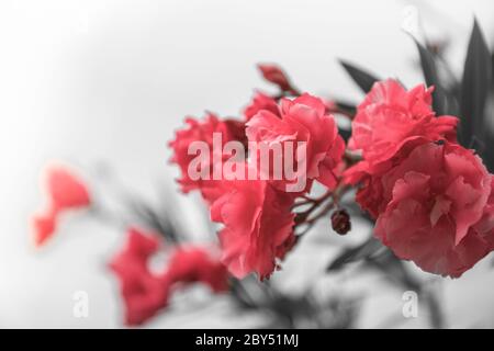 Lovely blooming bright pink oleander flowers with green leaves. Pink oleander flower and leaves isolated on white background Stock Photo
