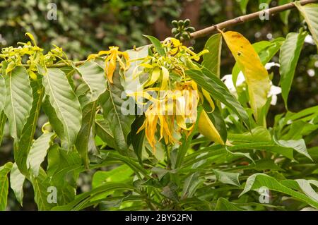 Beautiful single yellow tropical flower Ylang Ylang (Cananga odorata) Stock Photo