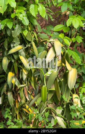 Wild Vanilla (Vanilla phalaenopsis) tree in the forest. Seychelles Stock Photo