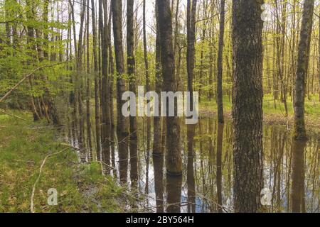 Eurasian beaver, European beaver (Castor fiber), large beaver ladge impounding forest brook to a small pond, several trees standing in the water, Germany, Bavaria, Isental Stock Photo