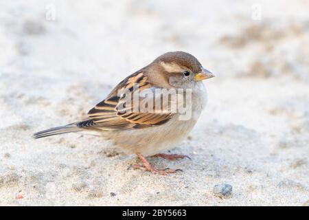 house sparrow (Passer domesticus), sits on a street, Netherlands, Wassenaar Stock Photo