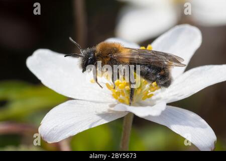 Mining-Bee (Andrena spec.), visiting a flower of a wood anemone, Anemone nemorosa, with female Stresipteron in puparium, breaking through segments of the abdomen, Germany Stock Photo