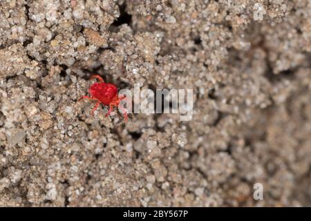 Velvet mite, Red mite, Velvet mites (Trombidium spec., Trombidium cf. holosericeum), on the ground, Germany Stock Photo