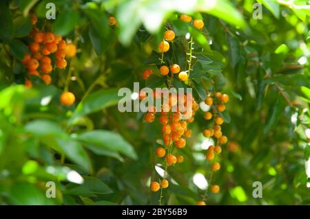 A beautiful orange tropical fruits: Skyflower (Duranta erecta) a member of Verbena Family, Verbenaceae Stock Photo