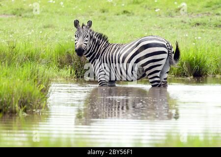Grevy's zebra (Equus grevyi), standing in a water hole, Kenya, Masai Mara National Park Stock Photo