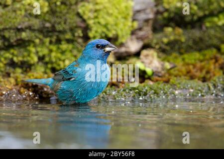 indigo bunting (Passerina cyanea), Adult maleduring spring migration, taking a bath, USA, Texas, Galveston County Stock Photo