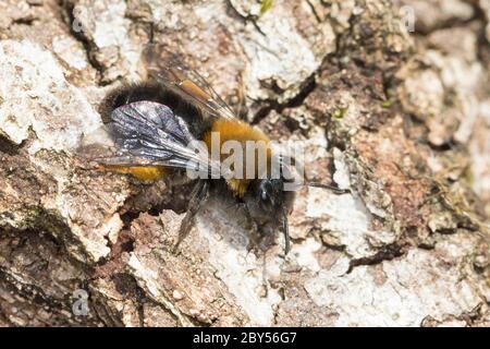 Clarke's Mining-Bee, Clarke's mining bee, Clark's andrena (Andrena clarkella, Andrena tricolor, Andrena polita), female, Germany Stock Photo