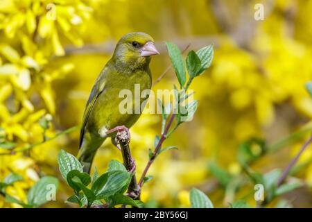 western greenfinch (Carduelis chloris, Chloris chloris), male on a branch in front of a blooming Forysthia, Germany Stock Photo