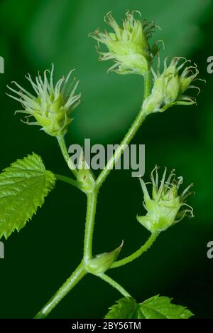 Hops (Humulus lupulus), female inflorescences Stock Photo - Alamy