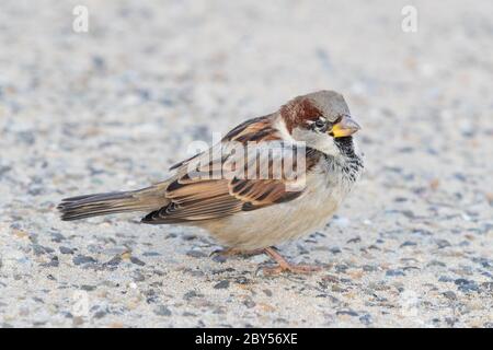 house sparrow (Passer domesticus), sits on a street, Netherlands, Wassenaar