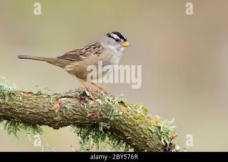 White-crowned sparrow (Zonotrichia leucophrys), perches on a branch, USA, California Stock Photo