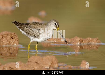 long-billed dowitcher (Limnodromus scolopaceus), Adult in non-breeding plumage, USA, Arizona, Maricopa County Stock Photo