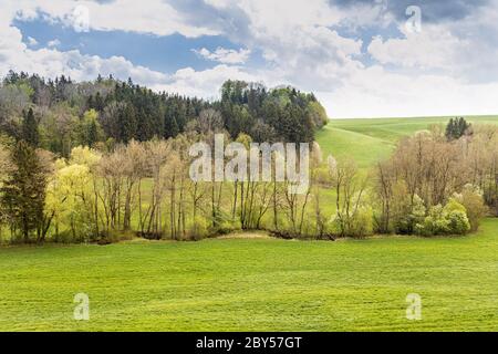 European bird cherry (Prunus padus, Padus avium), meandering brook, floodplain with floodplain forest in spring and blooming European bird cherry trees, Germany, Bavaria, Isental Stock Photo