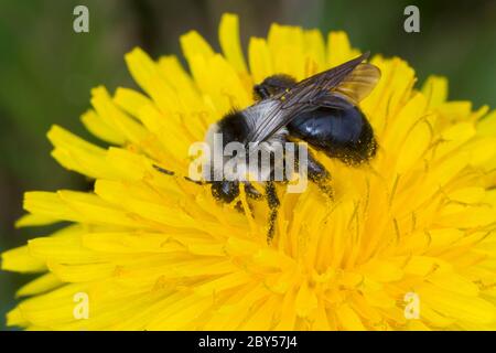 Ashy mining bee, grey mining bee, Ashy Mining-bee, Ashy Miningbee (Andrena cineraria), female on a dandelion flower, Germany Stock Photo