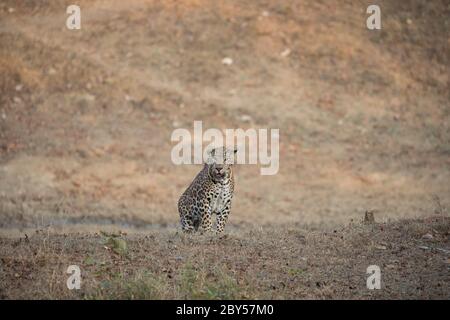 Leopard Walking In Golden Light With Woods In background, with aggressive face in beautiful background of jungle. Stock Photo