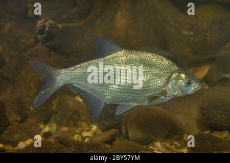 common bream, freshwater bream, carp bream (Abramis brama), swimming, Germany Stock Photo