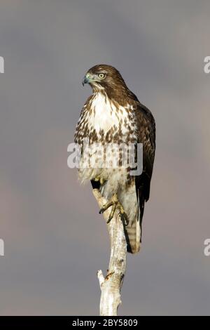 red-shouldered hawk (Buteo lineatus), Immature sitting on a branch, USA, California, Riverside County Stock Photo