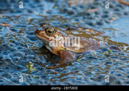 common frog, grass frog (Rana temporaria), in spawning pond, Germany Stock Photo