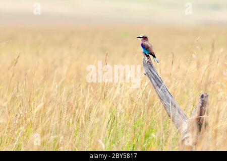 lilac-breasted roller (Coracias caudata), perching on a dead branch in the savannah, Kenya, Masai Mara National Park Stock Photo