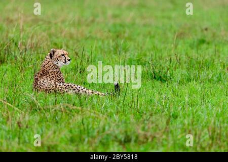 cheetah (Acinonyx jubatus), lying on grass in the savannah, Kenya, Masai Mara National Park Stock Photo
