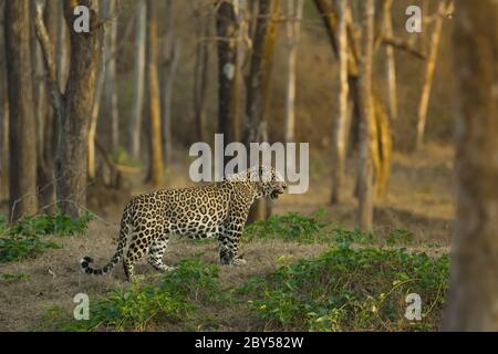 Leopard Walking In Golden Light With Woods In background, with aggressive face in beautiful background of jungle. Stock Photo