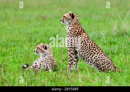 cheetah (Acinonyx jubatus), two cheetahs peering together in a meadow, side view, Kenya, Masai Mara National Park Stock Photo