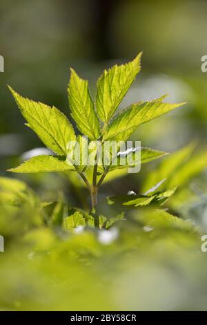 ground-elder, goutweed (Aegopodium podagraria), young leaf, Germany Stock Photo