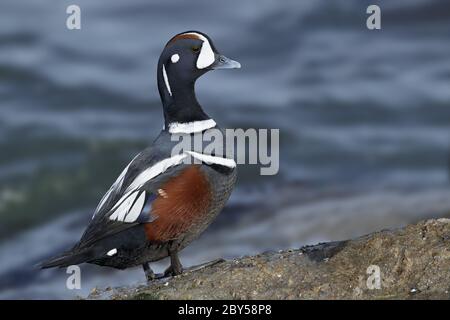 harlequin duck (Histrionicus histrionicus), Adult male stands on the rocky shore along the Atlantic Coast during early spring, USA, New Jersey, Ocean County Stock Photo