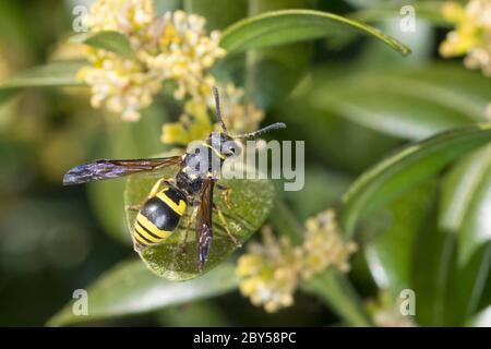 Potter wasp (Ancistrocerus nigricornis), female on boxwood flowers,  Buxus sempervirens, Germany Stock Photo