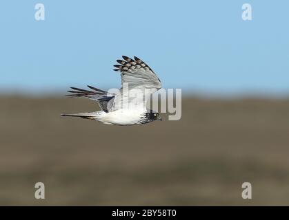 eastern marsh harrier (Circus spilonotus), male in flight, Mongolia, Elsen tasarkai Stock Photo