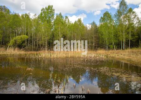 common birch, silver birch, European white birch, white birch (Betula pendula, Betula alba), forming forest edge at a pond, Germany, Bavaria, Isental Stock Photo