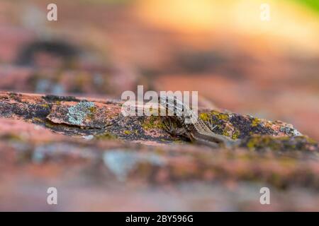 common wall lizard (Lacerta muralis, Podarcis muralis), warming up on a shed, France Stock Photo