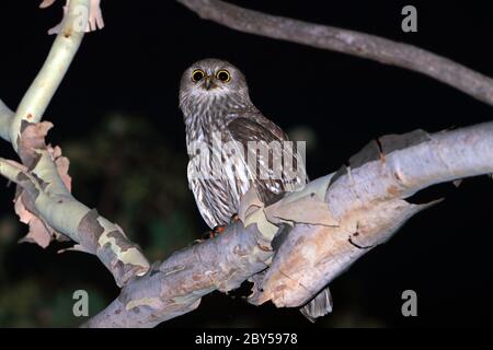 barking owl, barking hawk-owl (Ninox connivens, Hieracoglaux connivens), Male perches on a branch, Australia, Townsville Stock Photo