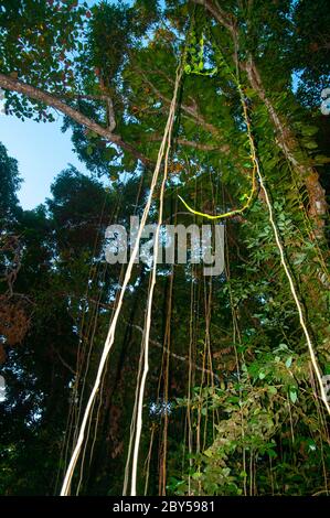 Pristine jungle with lush foliage in La Digue Island, Seychelles Stock Photo