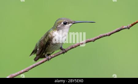 Female ruby-throated hummingbird on a perch.